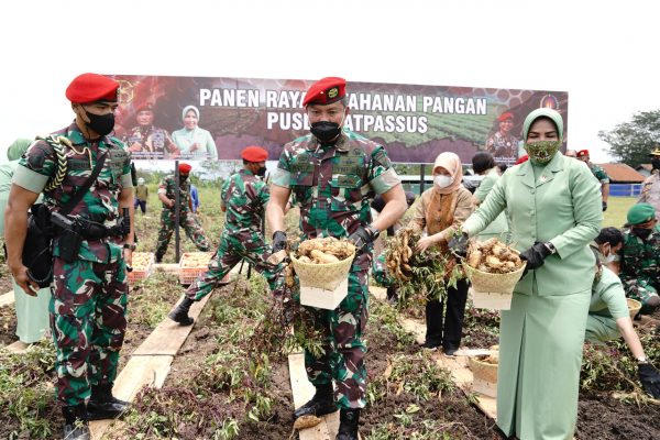 Komandan Jendral Kopassus Brigjen TNI Widi Prasetijono Beserta Ibu saat melakukan panen Ubi Cilembu di Pusdiklatpassus Kopassus Batujajar Jabar, (15/02/2022)